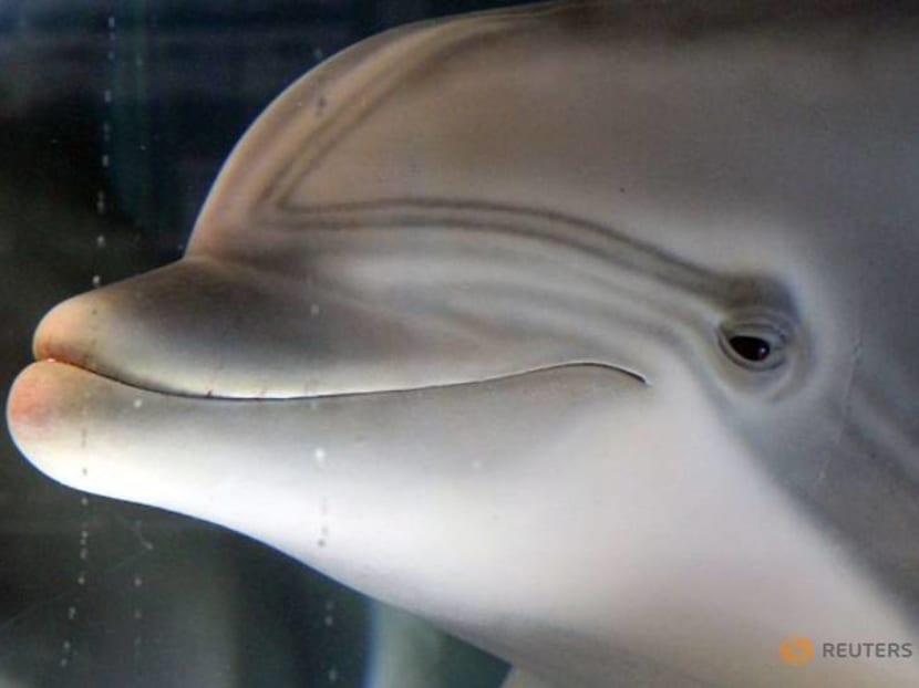 The robot dolphin that could replace captive animals at theme parks one day The robot dolphin that could replace captive animals at theme parks one day