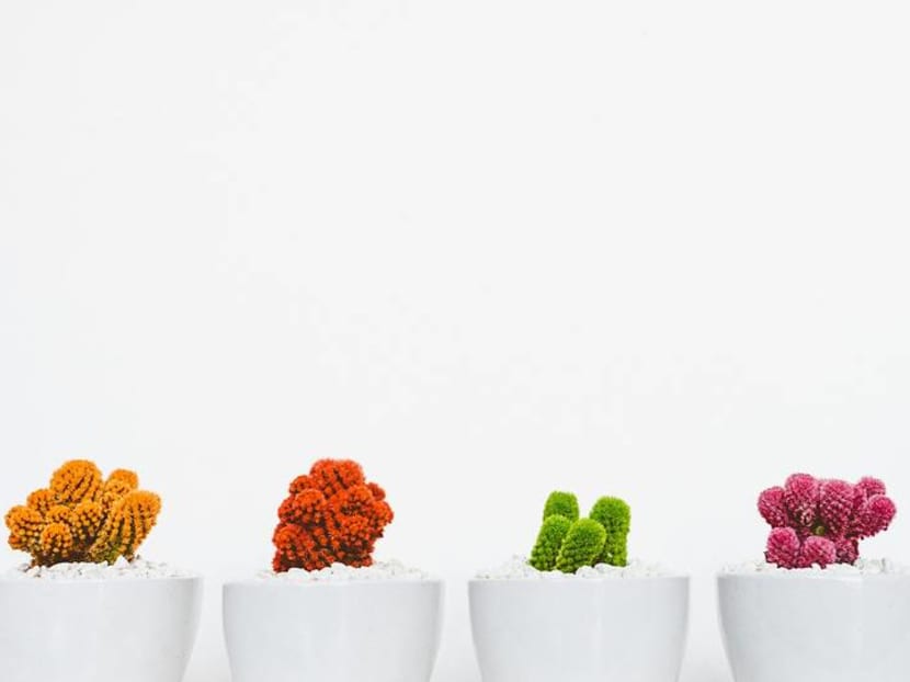 BooksActually is selling plants this weekend for karma and rent money BooksActually is selling plants this weekend for karma and rent money