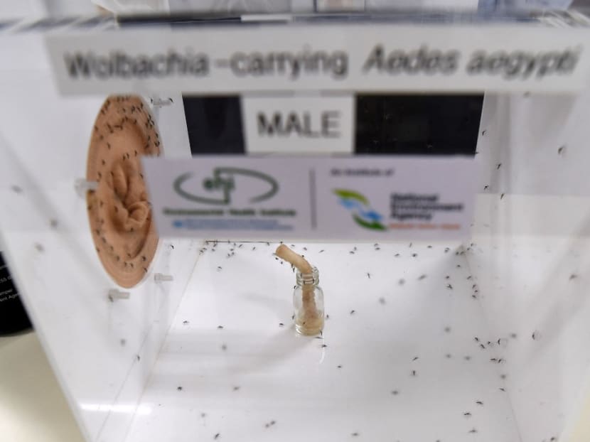 This 2017 photograph shows male Wolbachia-carrying mosquitoes feeding on sugar in its enclosure at the National Environmental Agency's mosquitoes production facility in Singapore.