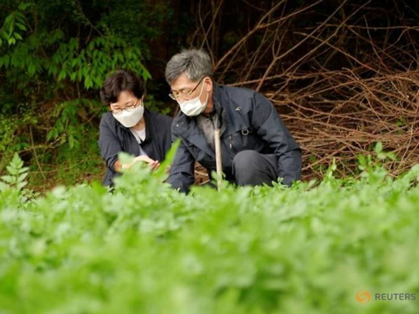 'That's my story': Oscar winner thrills South Korean minari farmers 'That's my story': Oscar winner thrills South Korean minari farmers