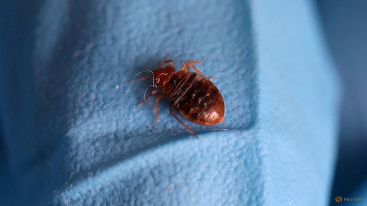 South Korea launches 4-week campaign to fight nationwide bedbugs infestations South Korea launches 4-week campaign to fight nationwide bedbugs infestations