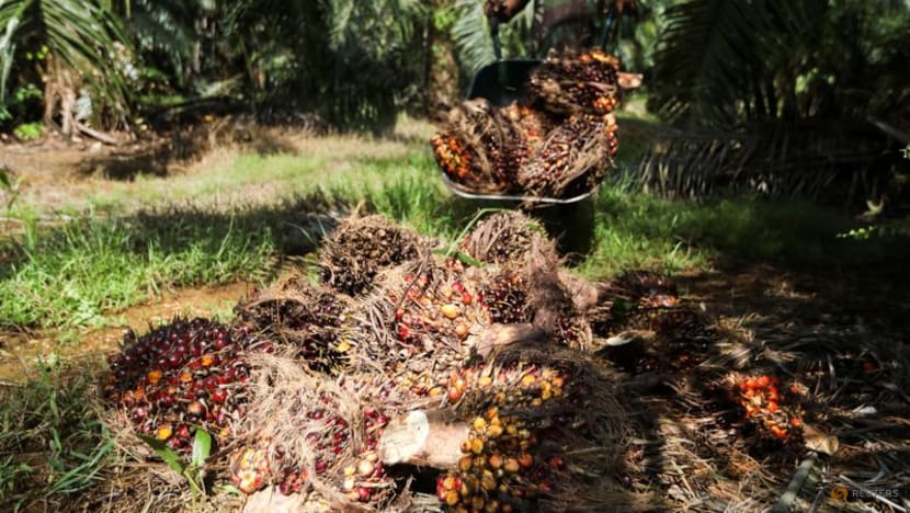 Malaysia says ready to help India meet palm oil demand Malaysia says ready to help India meet palm oil demand