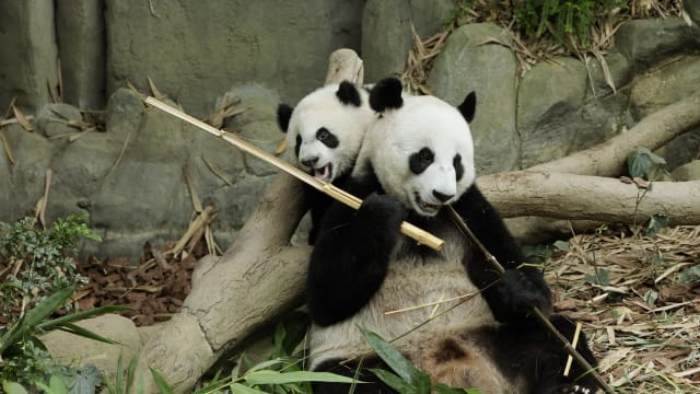 大熊猫叻叻要一岁了！ 庆祝活动门票即日起发售