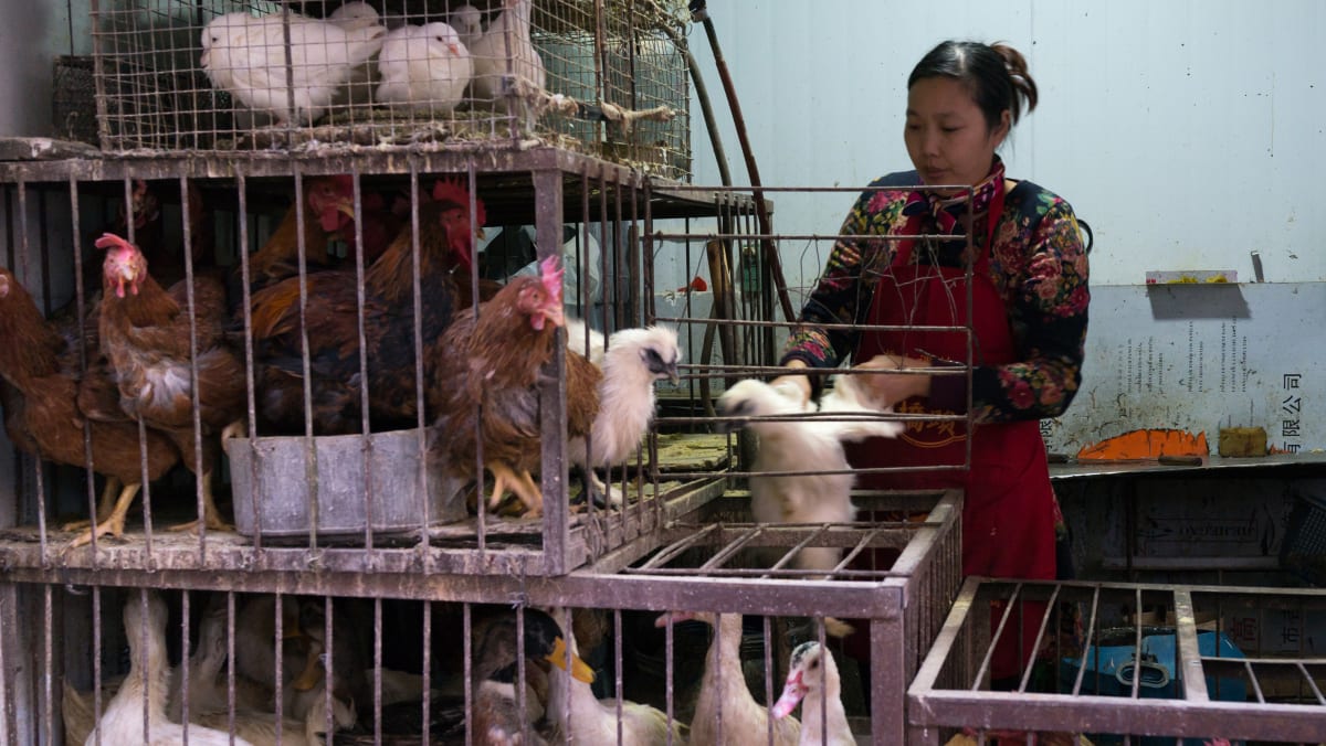 China confirms first human case of bird flu strain TODAY