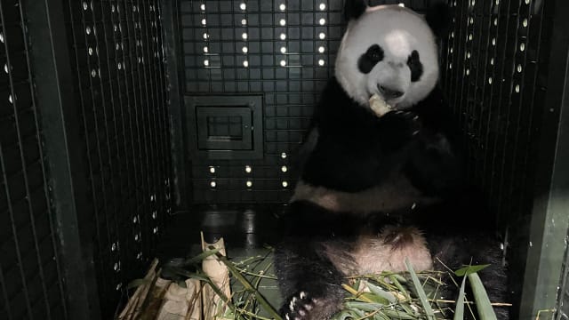 安全抵达中国 大熊猫叻叻展开第二轮隔离检疫 