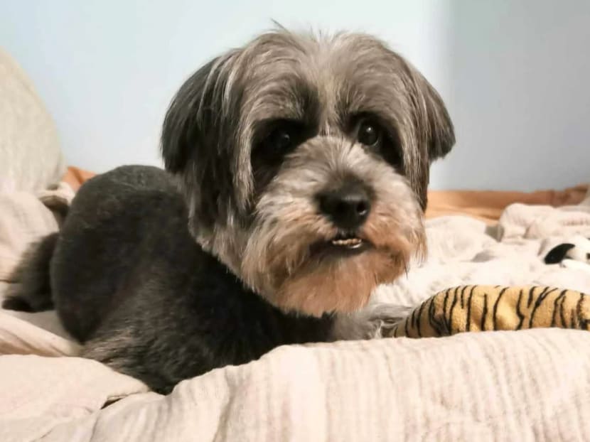 Figure out my dog breed top