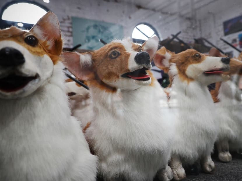 Corgi puppets! Queen Elizabeth II's pet passions to take centre stage in Jubilee parade Corgi puppets! Queen Elizabeth II's pet passions to take centre stage in Jubilee parade