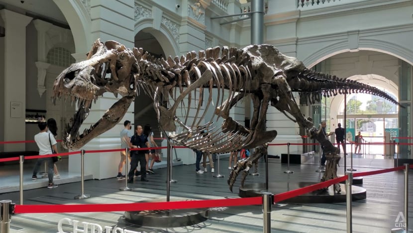 In pictures: Shen the T. rex skeleton on display in Singapore In pictures: Shen the T. rex skeleton on display in Singapore
