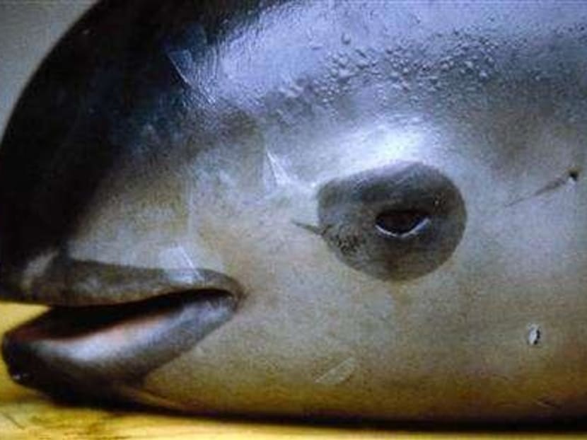 Mexico implements plan to save endangered vaquita porpoise