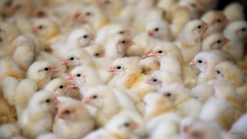 Rare upsurge in bird flu makes for worst-ever crisis in France