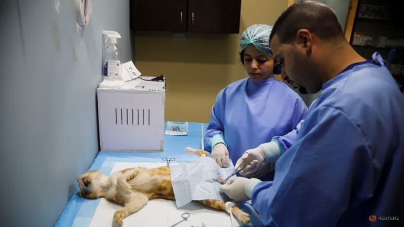 Pets enjoy some pampering in Palestinian clinic Pets enjoy some pampering in Palestinian clinic