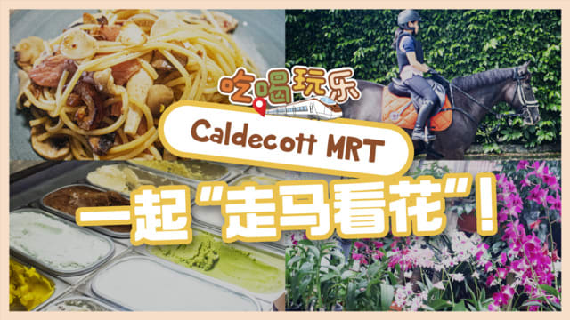 【吃喝玩乐Caldecott MRT】一起“走马看花”！