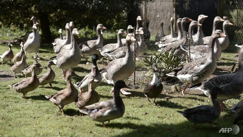 French ducks in the dock for quacking