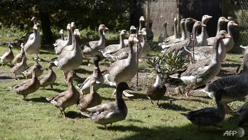 French ducks in the dock for quacking French ducks in the dock for quacking