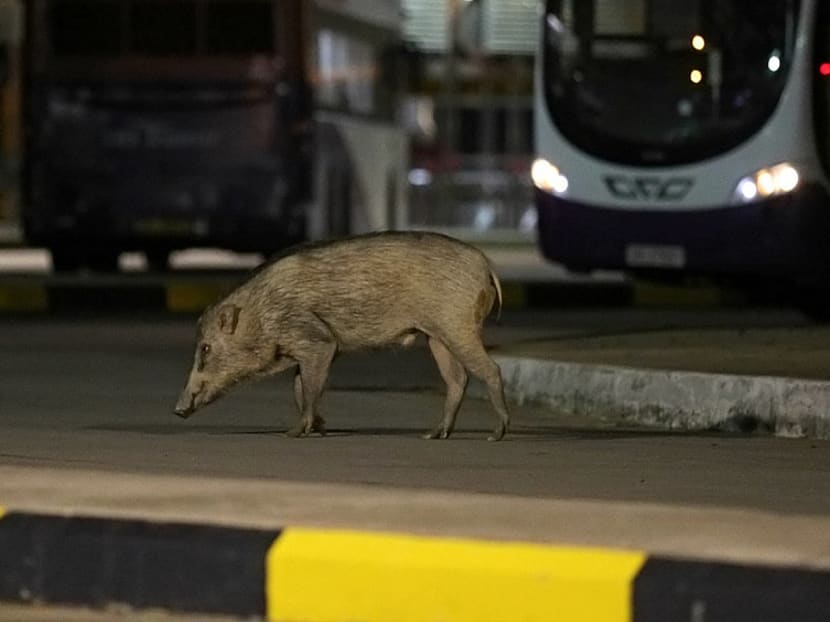 A file photo of a wild boar crossing a lane at a bus terminal in Tuas.