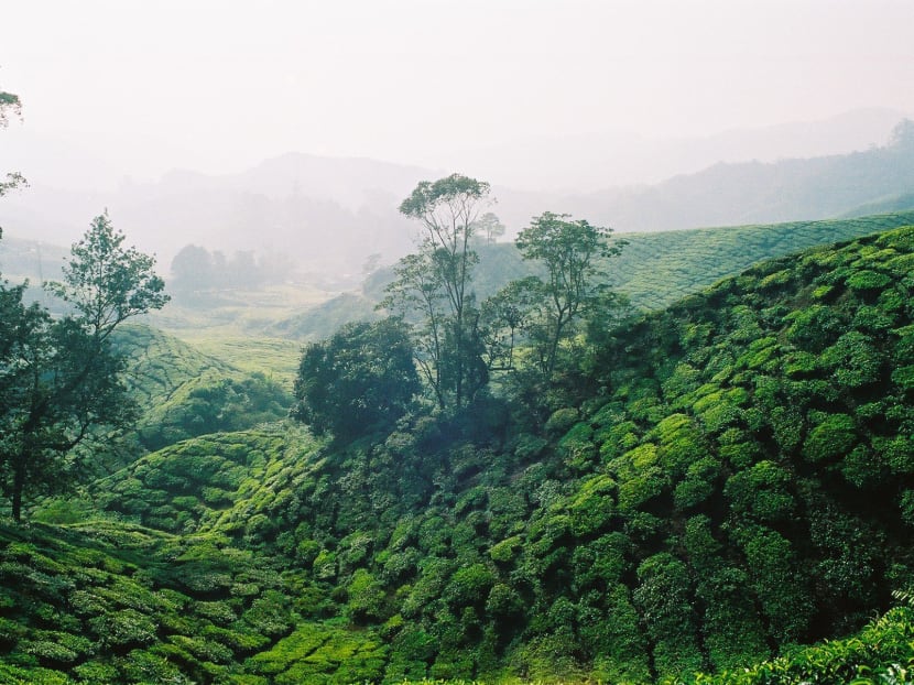 Thanks to pollution, only a small fraction of the rivers in popular Malaysian tourist spot Cameron Highlands are deemed "healthy". Three of the rivers have been declared "biologically dead". Photo: www.freeimages.com
