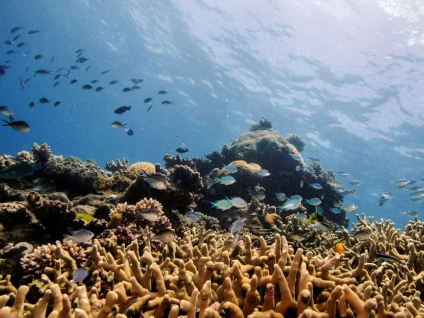 Australia's Great Barrier Reef off Unesco danger list, still under ...