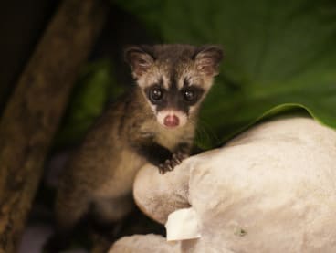Seen more civets in your neighbourhood recently? Here’s what to do