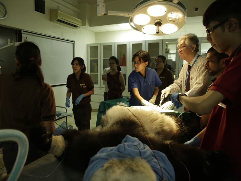 Giant panda Jia Jia artificially inseminated again after mating attempt fails