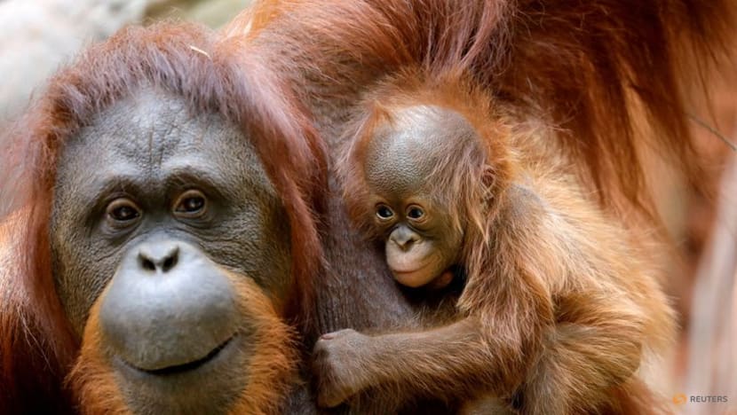 Pivotal evolutionary change helped pave the way for human speech Pivotal evolutionary change helped pave the way for human speech