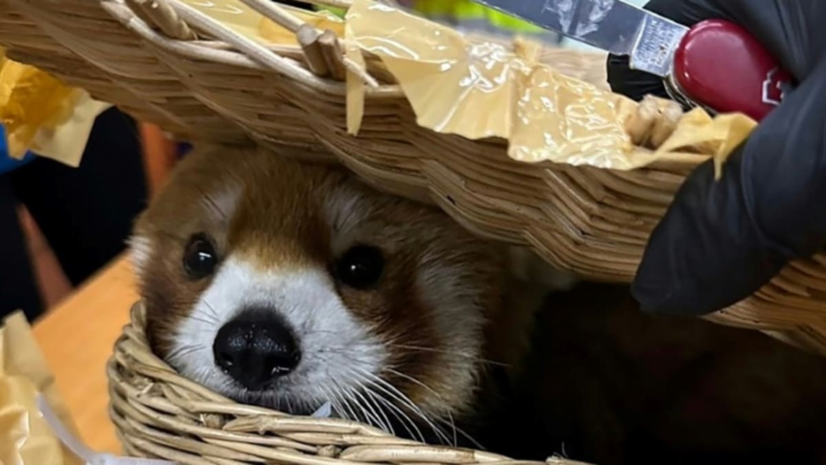 Red panda seized as Thai airport stops animal smugglers