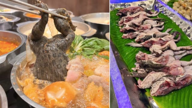 台湾火锅店推出“青蛙火锅” 网直呼：连皮青蛙太噁心