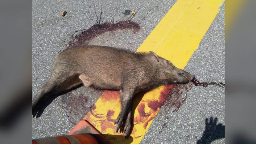 Wild boar killed in accident outside Waterway Point in Punggol Wild boar killed in accident outside Waterway Point in Punggol