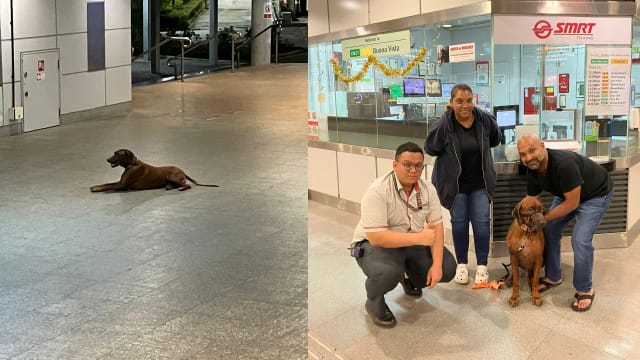 宠物狗迷路走到地铁站 工作人员协助找到主人