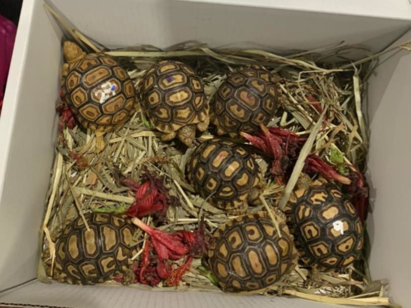 Immigration and Checkpoints Authority officers detained Arumugam Achunniah, 42, on July 22, 2020 after they found him in possession of leopard tortoises (pictured), an endangered species. Immigration and Checkpoints Authority officers detained Arumugam Achunniah, 42, on July 22, 2020 after they found him in possession of leopard tortoises (pictured), an endangered species.