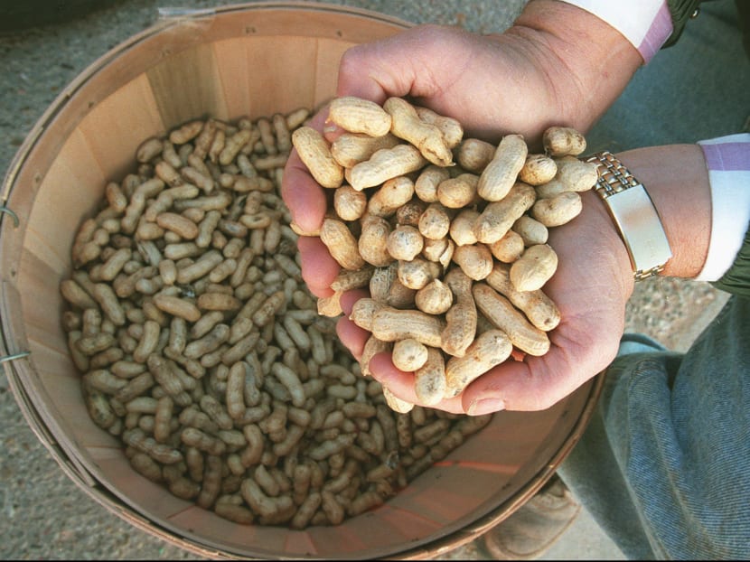 Feed store owner Jerry Foote of Seminole, Texas, holds a handful of peanuts grown in Gaines County on Dec 16, 1997. Photo: AP