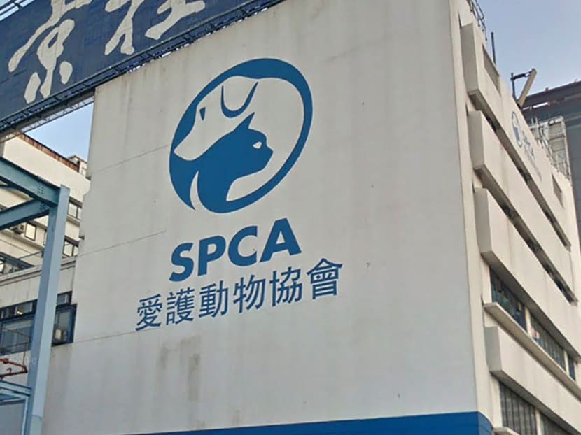 Hong Kong's SPCA, where the Bernese dog will remain in for the time being.