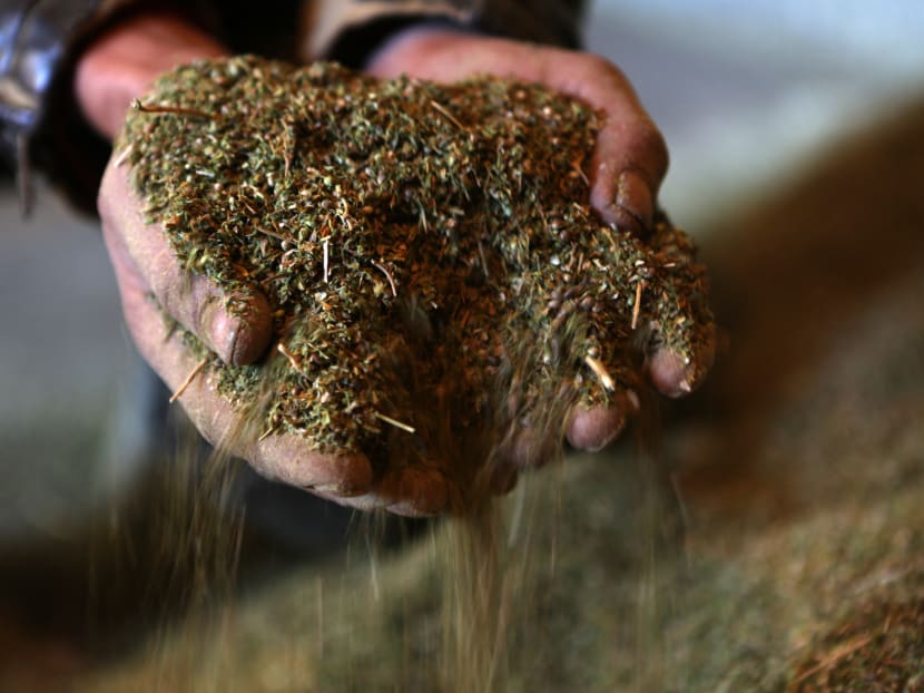 Chinese tomb reveals ancient staple taste for cannabis: Study Chinese tomb reveals ancient staple taste for cannabis: Study