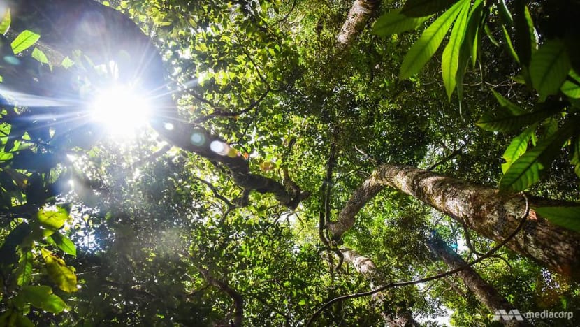 The community guardians in Indonesia rejecting profits to preserve natural treasures The community guardians in Indonesia rejecting profits to preserve natural treasures