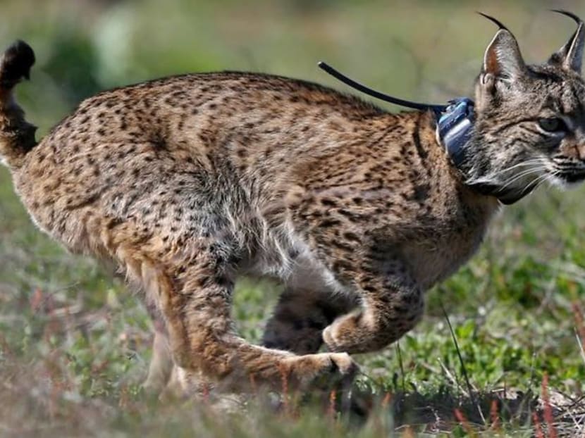 Back from the brink: Iberian lynx population rises to over 1,000 Back from the brink: Iberian lynx population rises to over 1,000