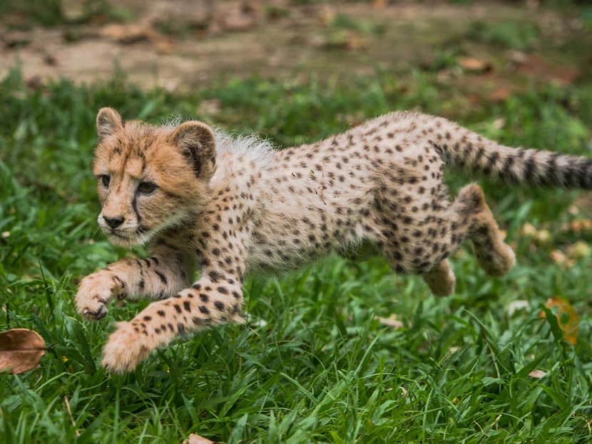 Cheetah cub Deka. Wildlife Reserves Singapore file photo