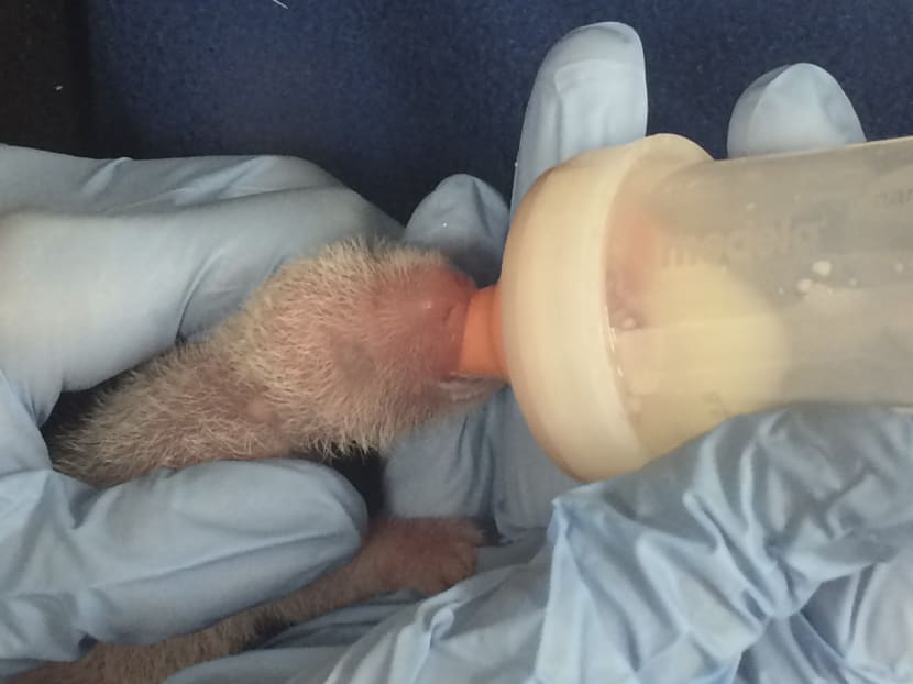 Gallery: Smaller newborn panda twin dies at Washington's National Zoo
