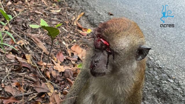 遇车祸颅骨骨折 母猴康复后被放归森林