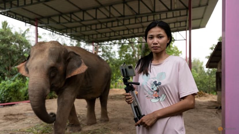 Streaming to survive: Thailand's out-of-work elephants in crisis