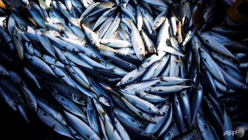 Malaysia to prohibit some fish and shrimp exports from Jan 1 to Feb 28 to ensure supplies Malaysia to prohibit some fish and shrimp exports from Jan 1 to Feb 28 to ensure supplies