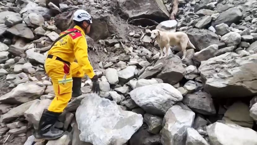 20240408 afp taiwan quake dog