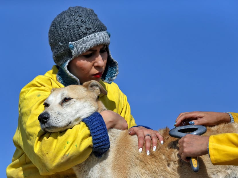 Iran’s unwelcome dogs find care at rare shelter