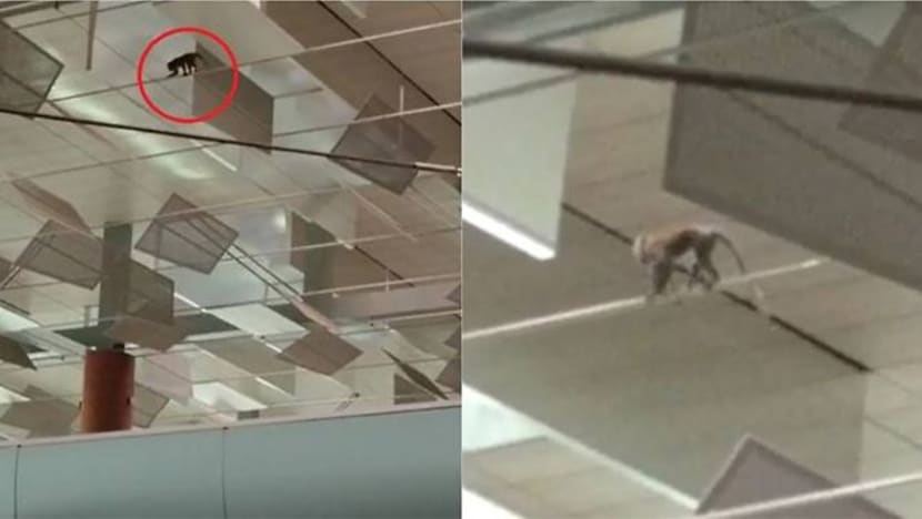 Ini sebab Lapangan Terbang Changi terbaik di dunia - monyet pun tertarik