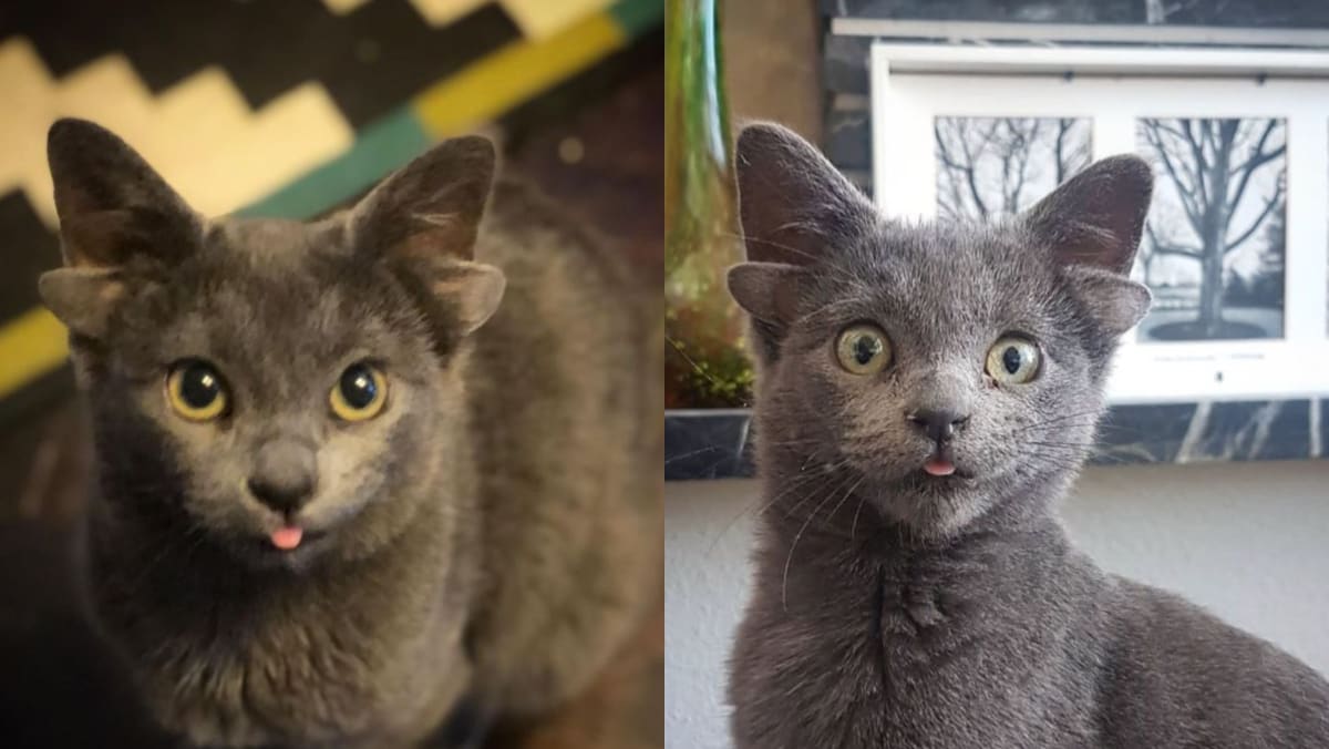 Cat in Turkey with two sets of ears has social media users falling in