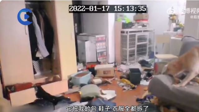 西安女子隔离14天 通过监控眼睁睁看爱犬“拆家”