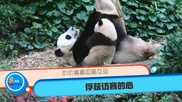叻叻嘉嘉逗趣互动 俘获访客的心