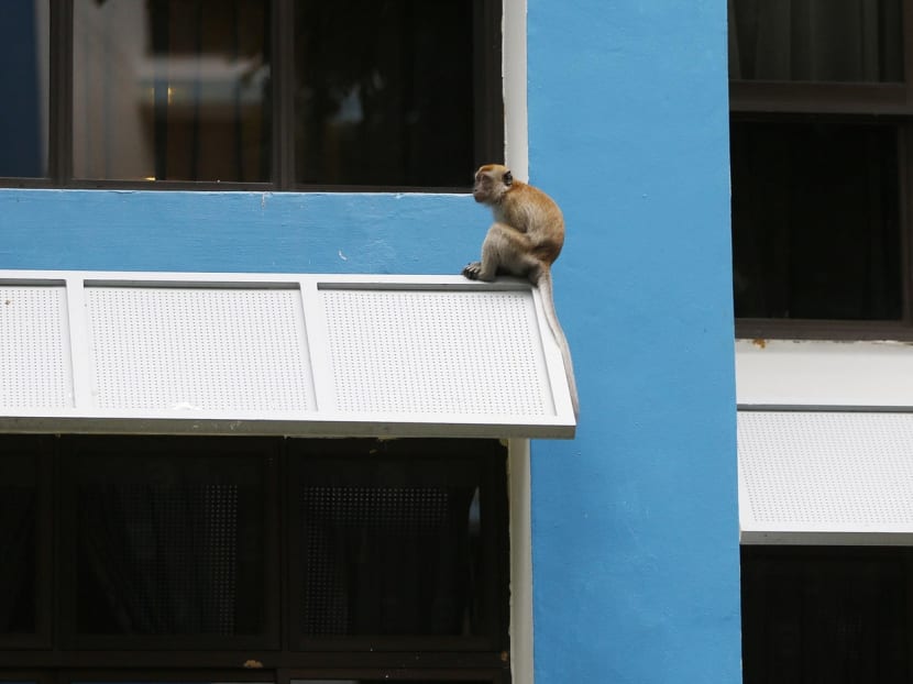 A monkey perched on a ledge of an HDB block in Bukit Panjang. Photo: Raj Nadarajan