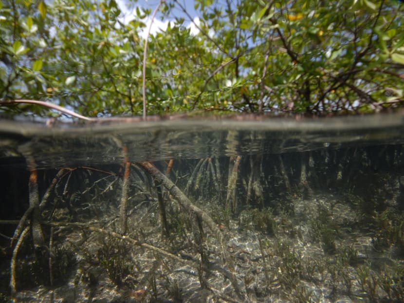 <p>A photo by Mr Pierre Yves Pascal shows mangroves in the Guadeloupe archipelago of the Caribbean, where scientists have discovered a species of bacteria that grows to the size and shape of a human eyelash. The bacterial cells, named Thiomargarita magnifica are so large they are easily visible to the naked eye, challenging ideas about how large microbes can get. </p>
<p> </p>
<p>A photo by Mr Pierre Yves Pascal shows mangroves in the Guadeloupe archipelago of the Caribbean, where scientists have discovered a species of bacteria that grows to the size and shape of a human eyelash. The bacterial cells, named Thiomargarita magnifica are so large they are easily visible to the naked eye, challenging ideas about how large microbes can get. </p>
<p> </p>