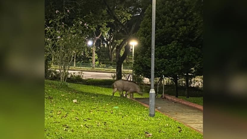 Wild boars in Bukit Panjang: Man attacked in latest incident, 8 trapped since May