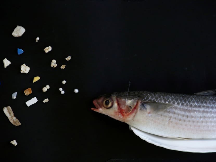 A grey mullet is shown next to microplastic found in Hong Kong waters during a Greenpeace news conference in Hong Kong, China, April 23, 2018.