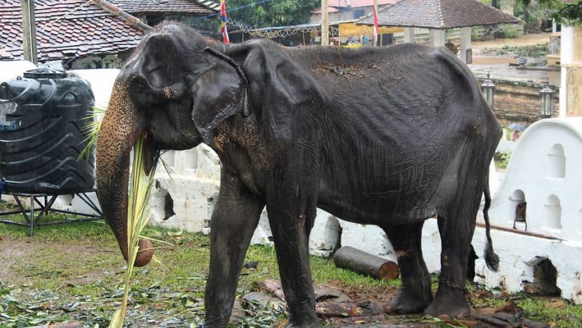 Sri Lanka probes elephant cruelty at Buddhist parade